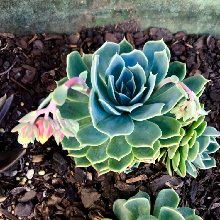 plant image 870564 plant image 870564