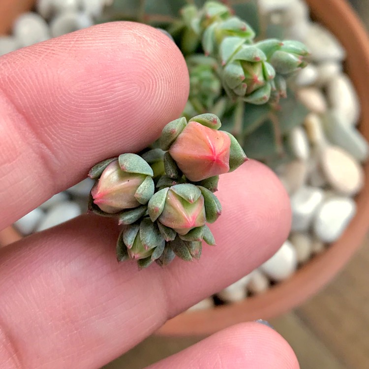plant image 870988 plant image 870988