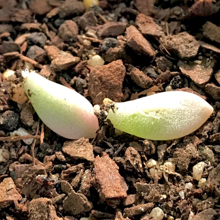 plant image 871022 plant image 871022