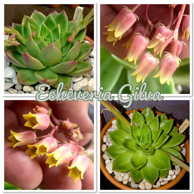 Plant image Echeveria Gilva