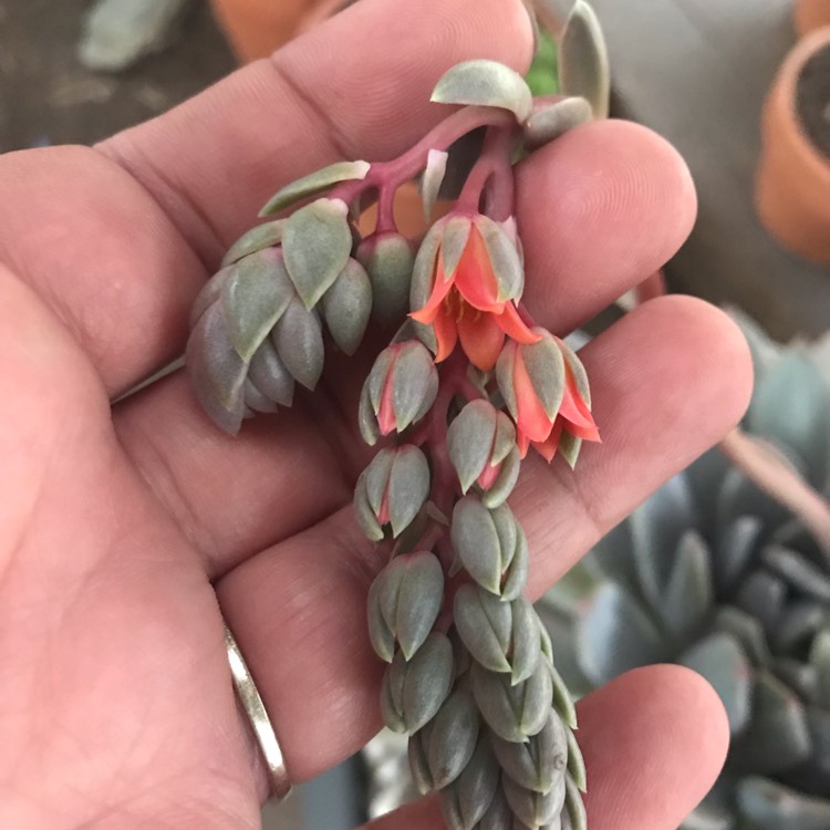 plant image 871586 plant image 871586