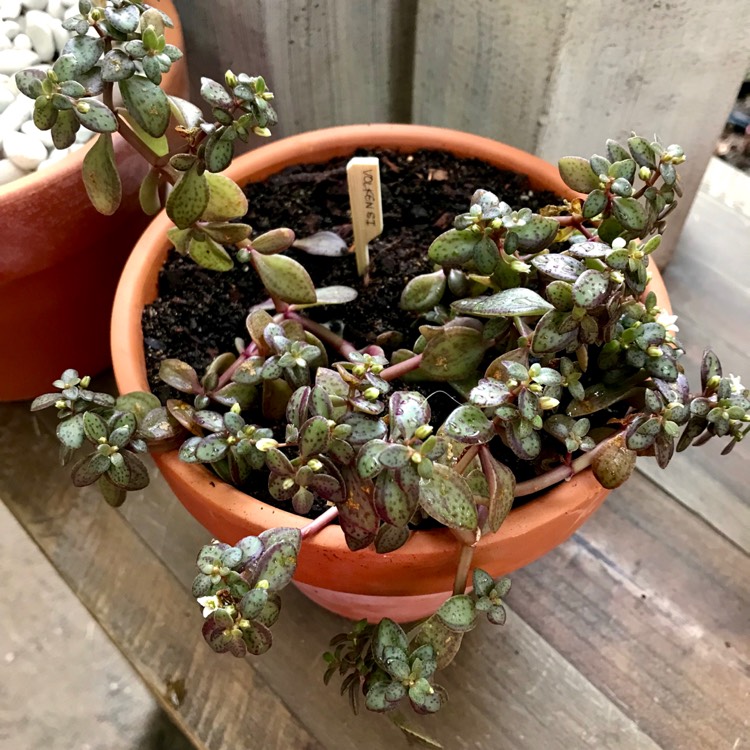 plant image 871626