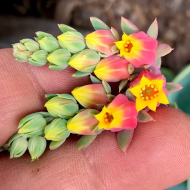 Echeveria Secunda