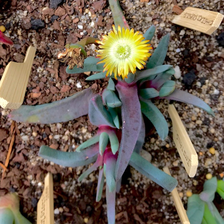 plant image 872210