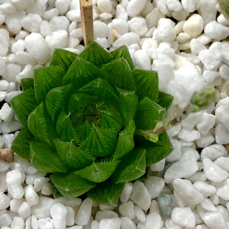 plant image 873615 plant image 873615