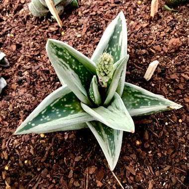 x Gasteraloe 'Green Ice'