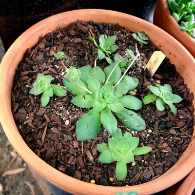 Crassula 'Orbicularis'