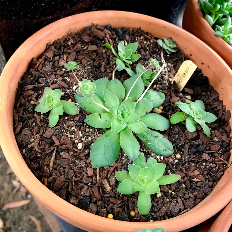 Plant image Crassula 'Orbicularis'