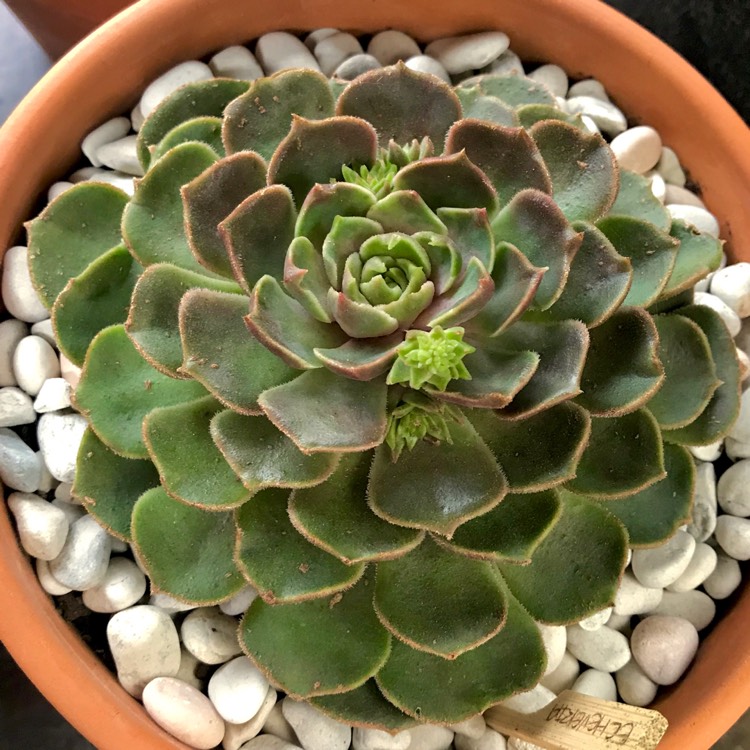 plant image 873702 plant image 873702