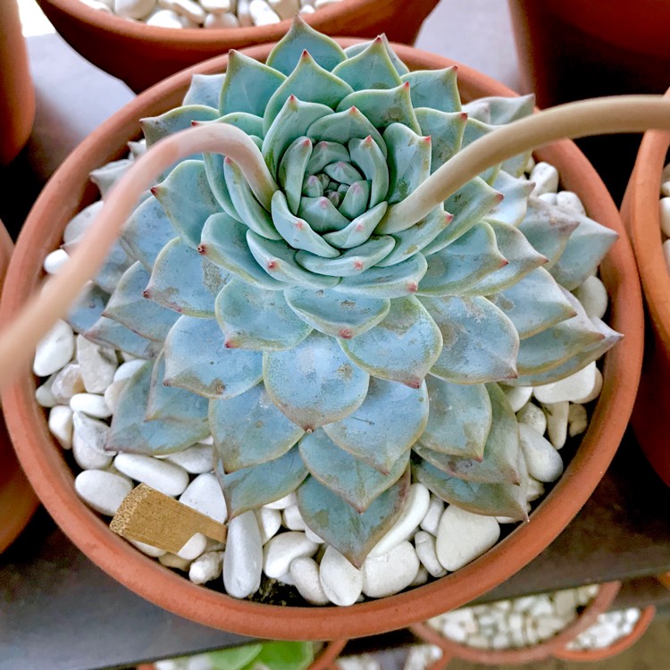 plant image 873711 plant image 873711