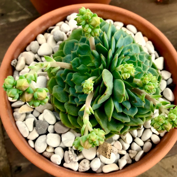 plant image 873755 plant image 873755