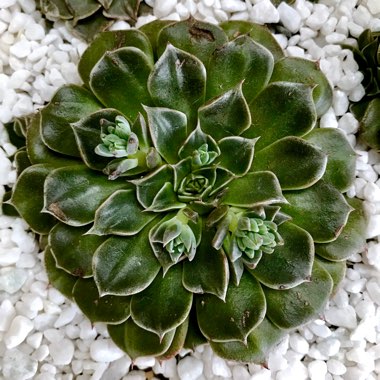 Tacitus Bellus syn.Graptopetalum Bellum