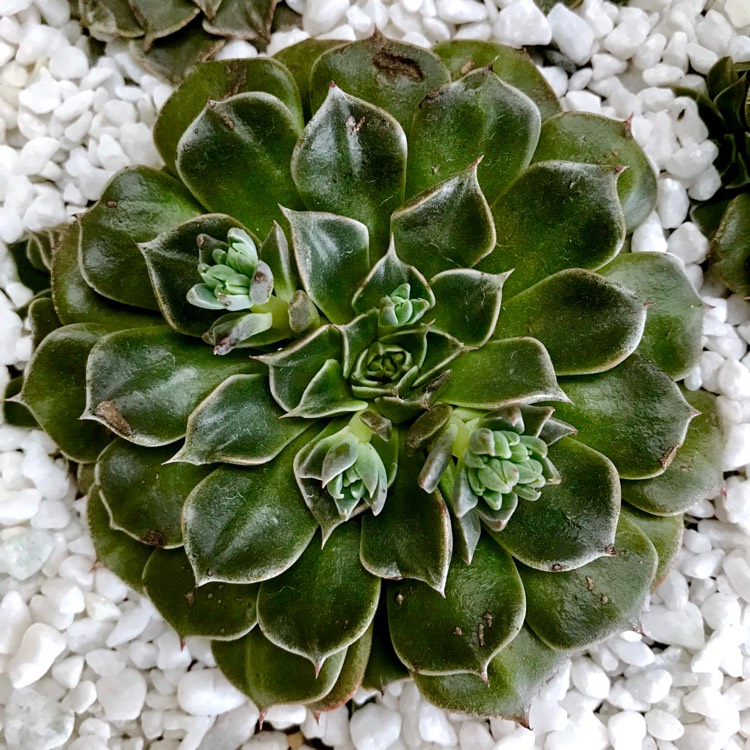 Plant image Tacitus Bellus syn.Graptopetalum Bellum