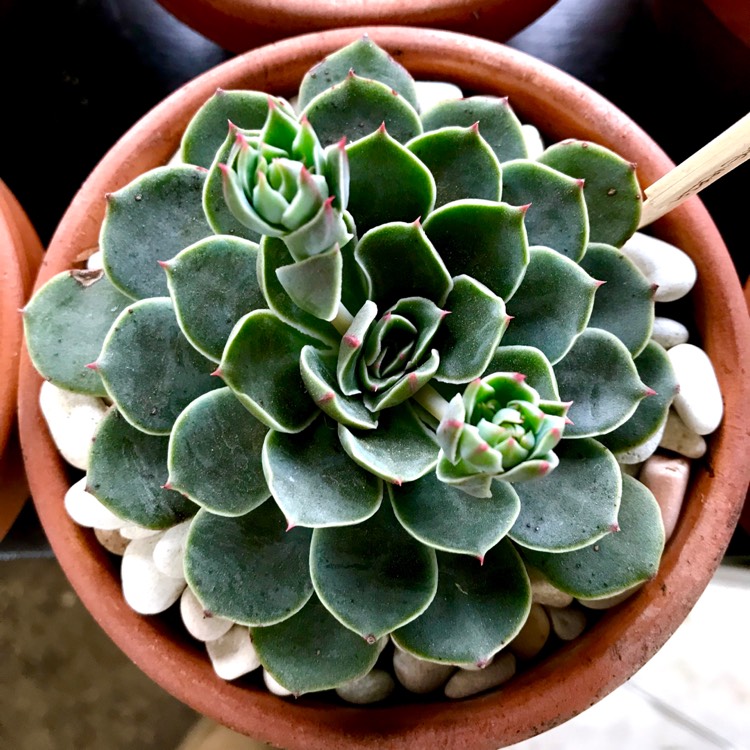 plant image 873811 plant image 873811