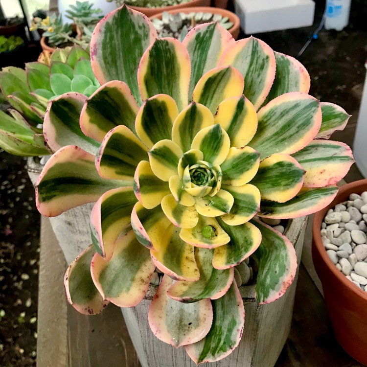 plant image 875631