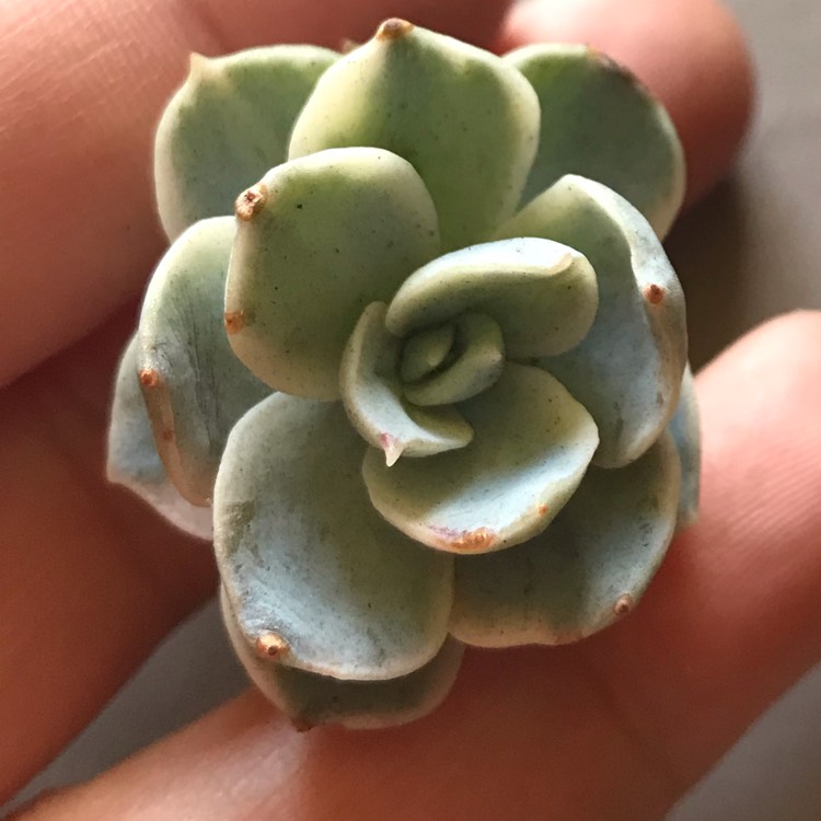 plant image 875679 plant image 875679