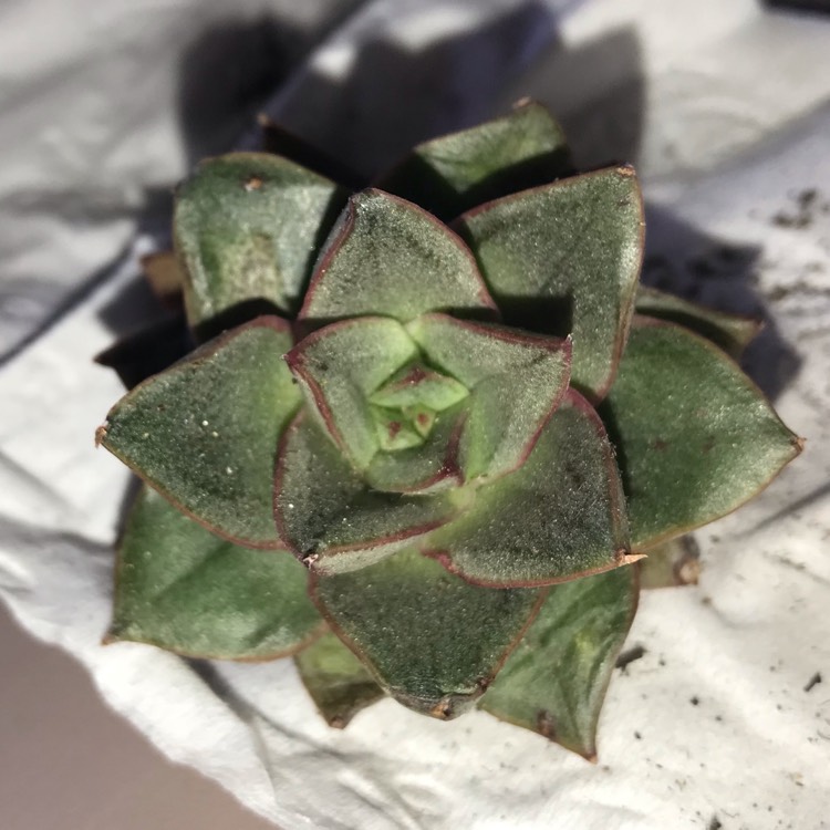plant image 875732