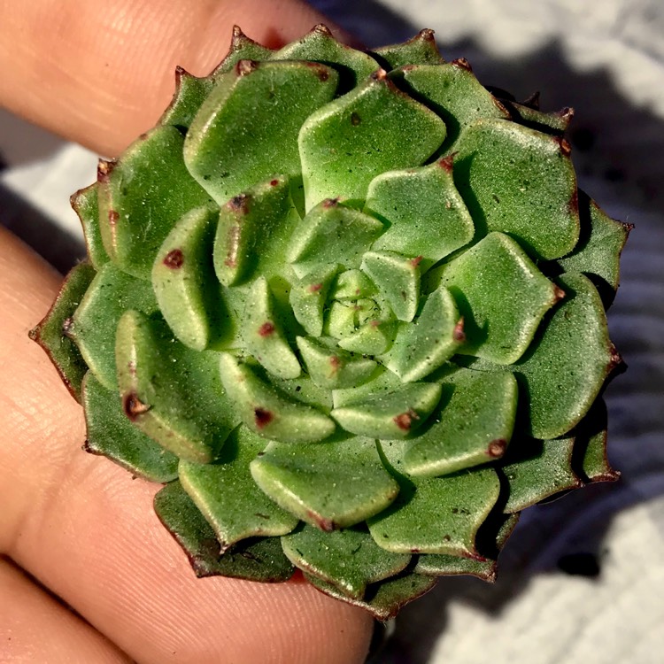 plant image 875740
