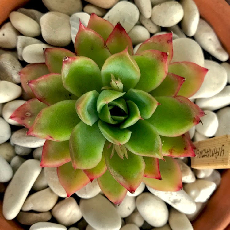 plant image 875823 plant image 875823
