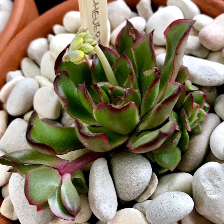 plant image 875837 plant image 875837