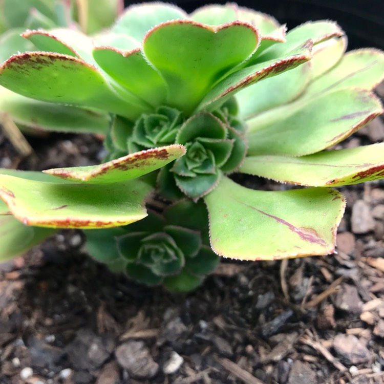 plant image 875865 plant image 875865