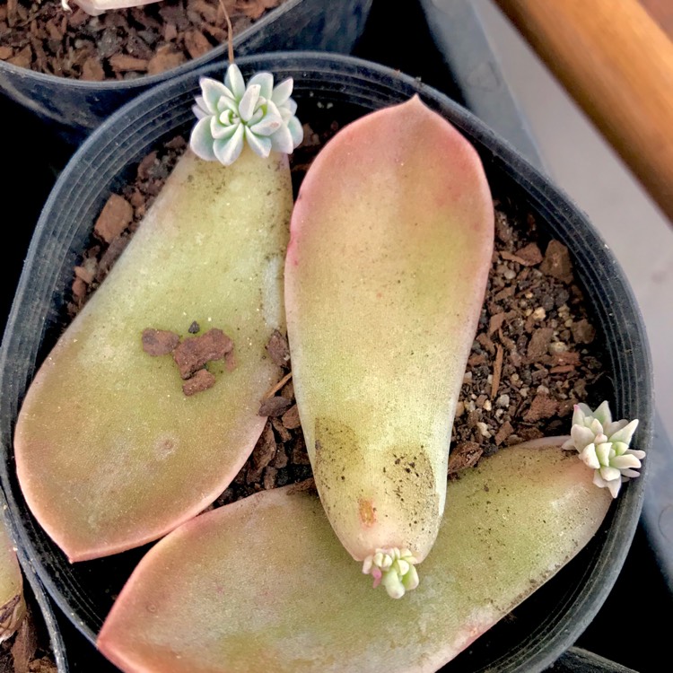 plant image 875965 plant image 875965