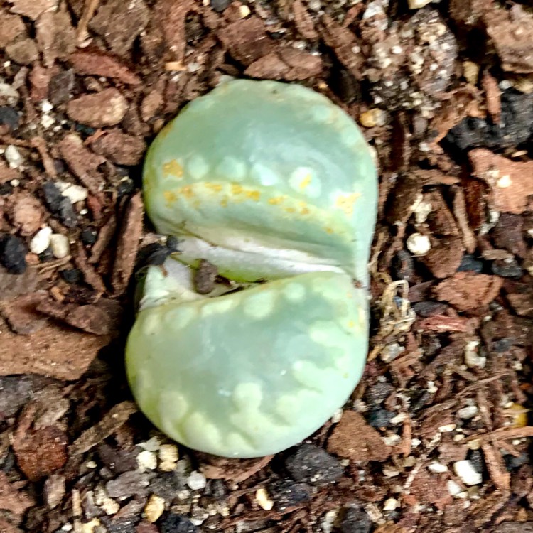 plant image 875983