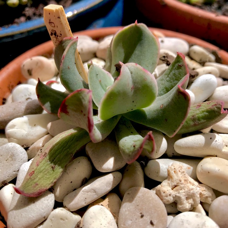 plant image 875991 plant image 875991