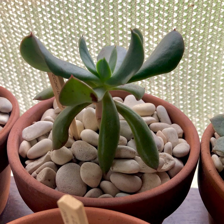 plant image 875992 plant image 875992
