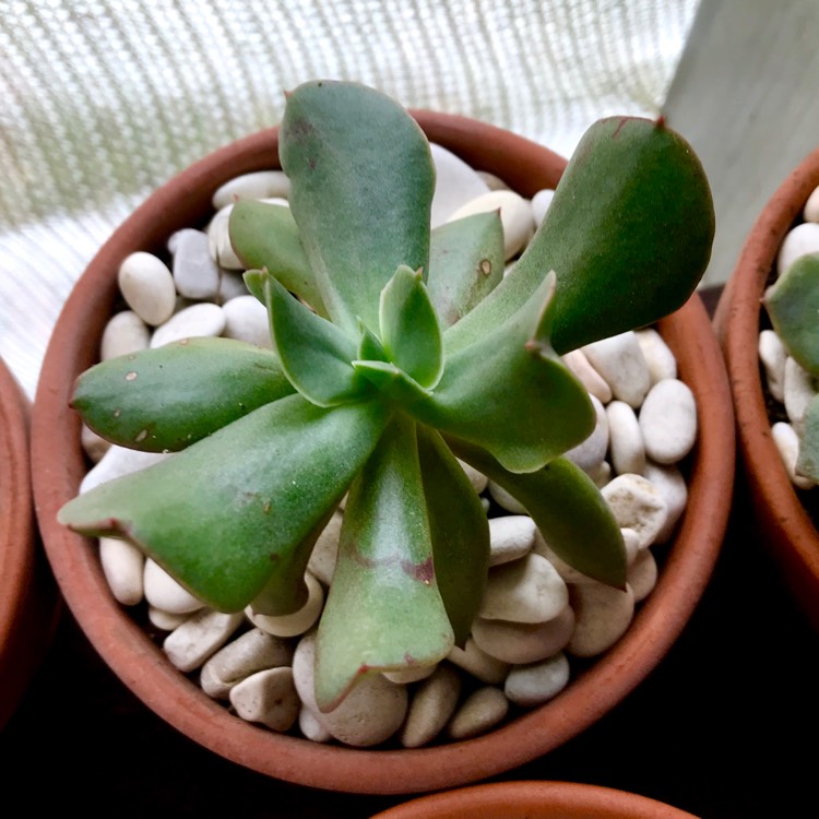 plant image 875993 plant image 875993