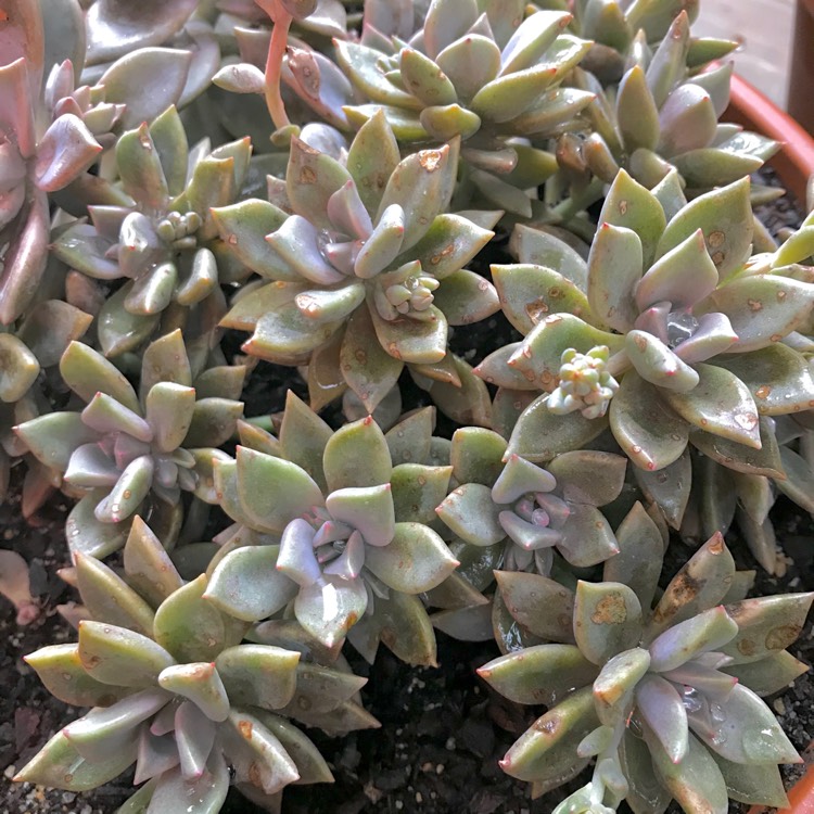 plant image 876244 plant image 876244