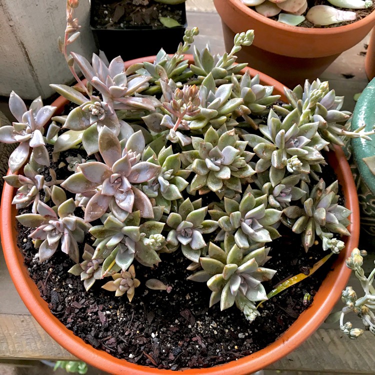 plant image 876245 plant image 876245