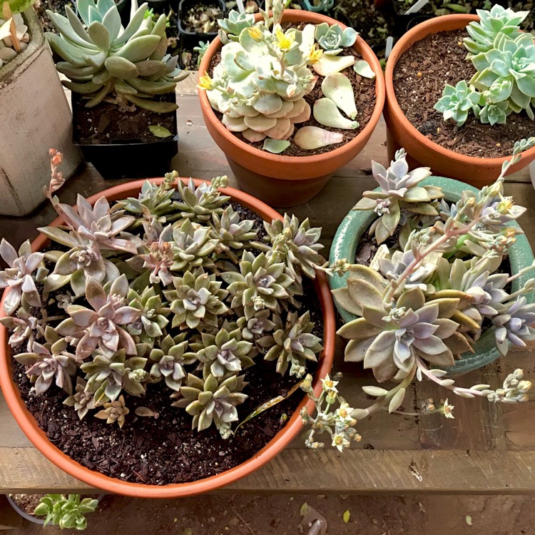 plant image 876246 plant image 876246