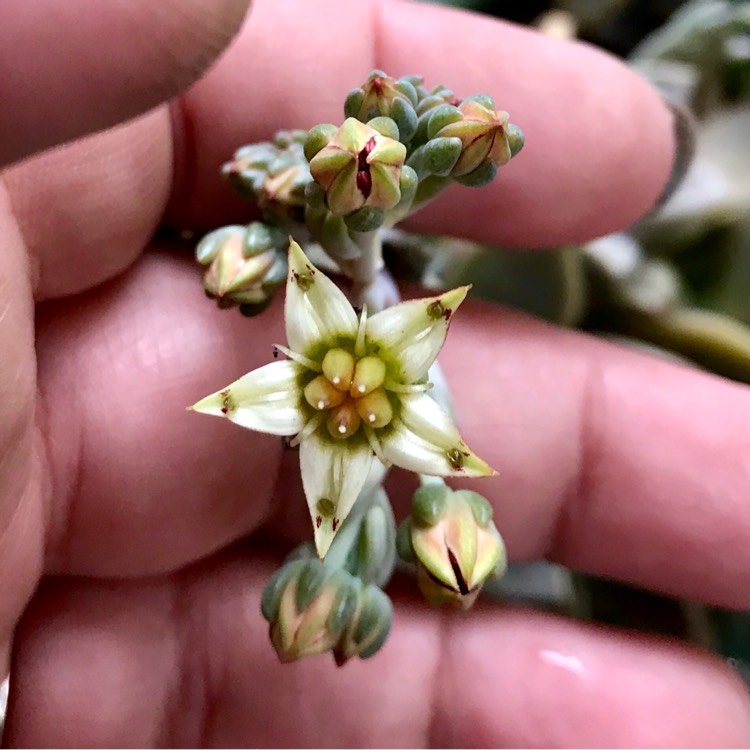 plant image 876253 plant image 876253