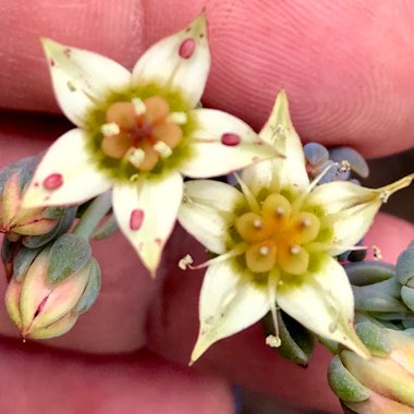 Graptopetalum