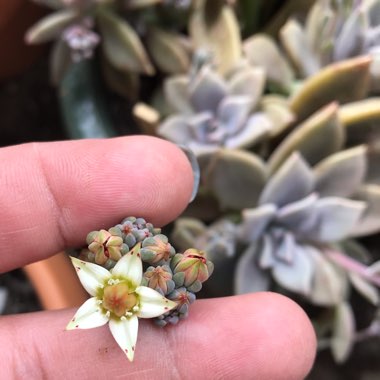 Graptopetalum