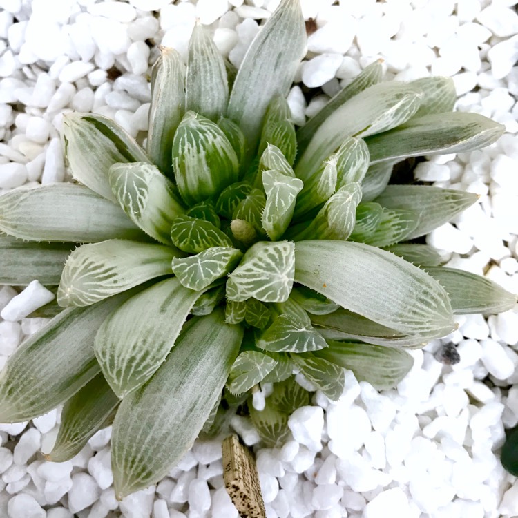 plant image 876663 plant image 876663