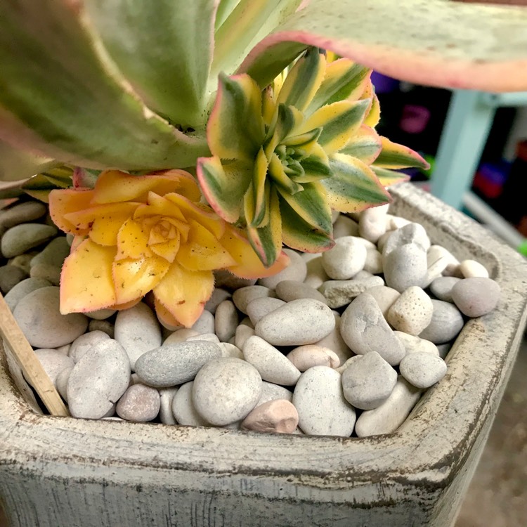 plant image 876810