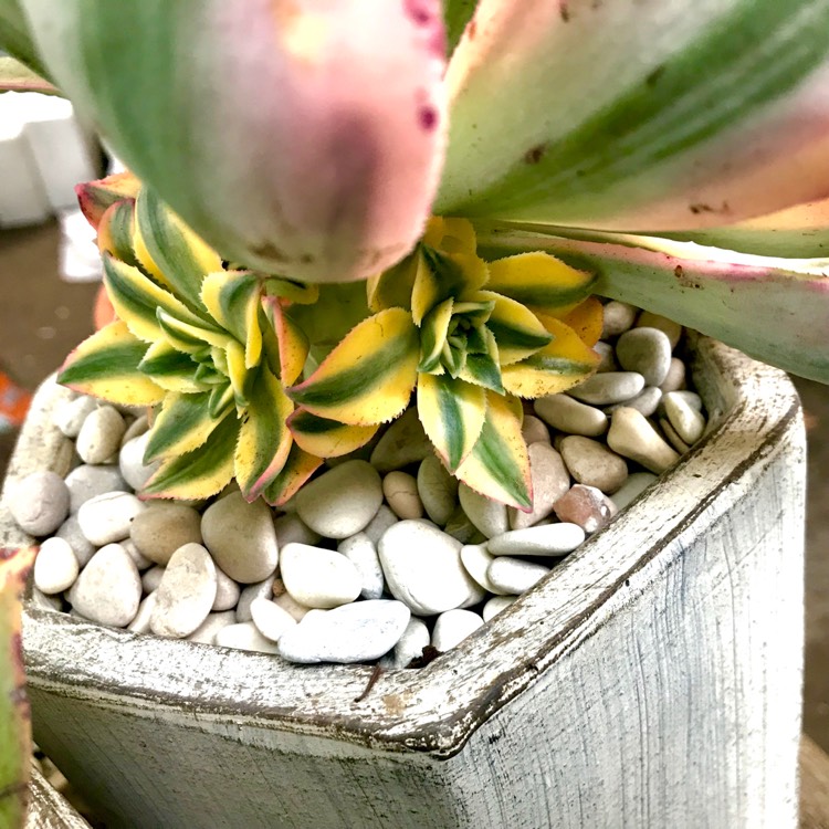 plant image 876811