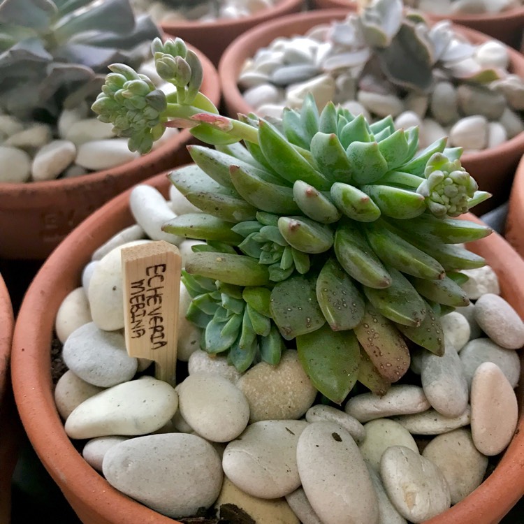 plant image 876838 plant image 876838
