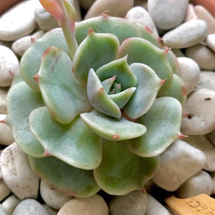 plant image 876843 plant image 876843