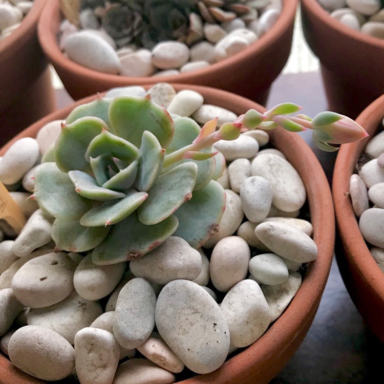plant image 876845 plant image 876845