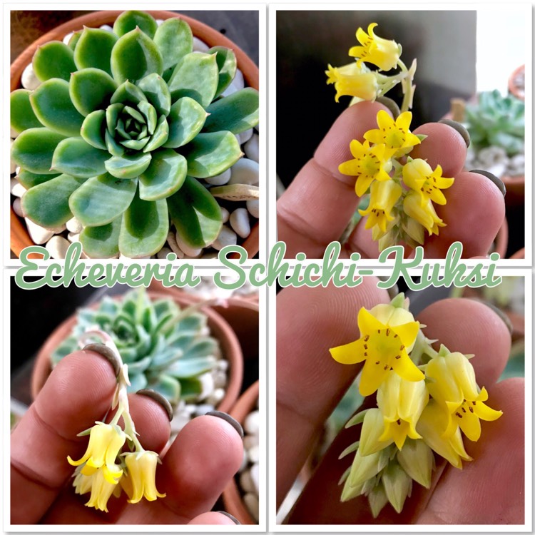 plant image 876861