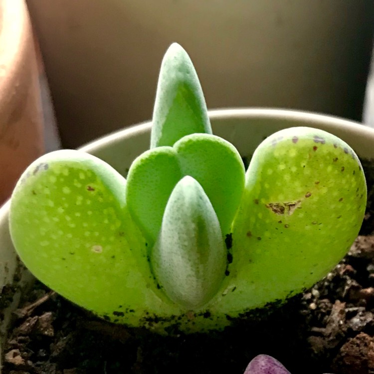 plant image 876862