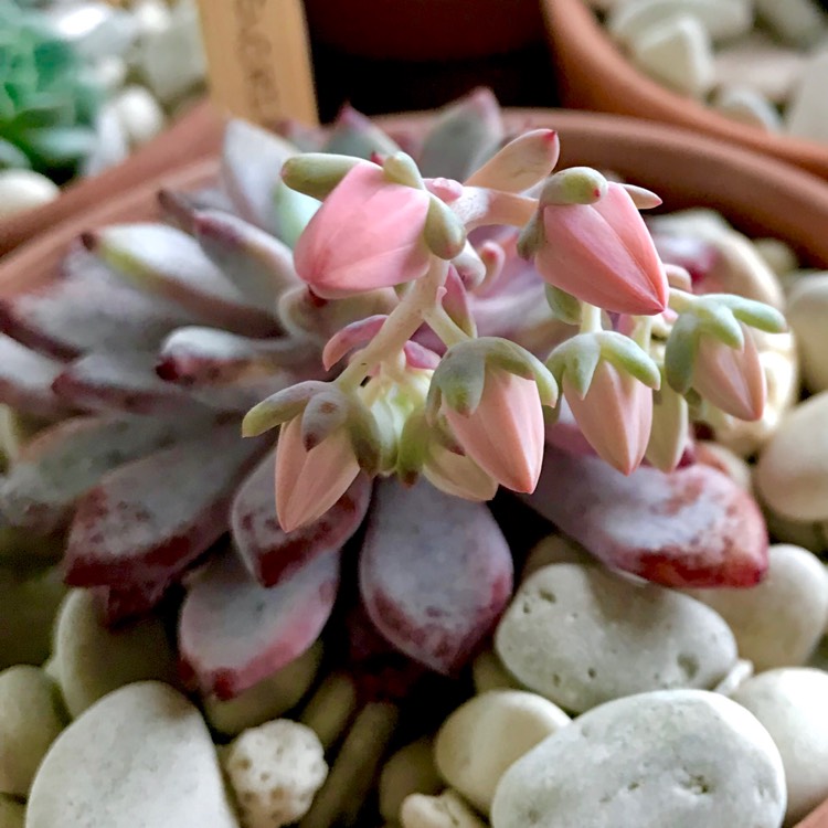 plant image 876875 plant image 876875