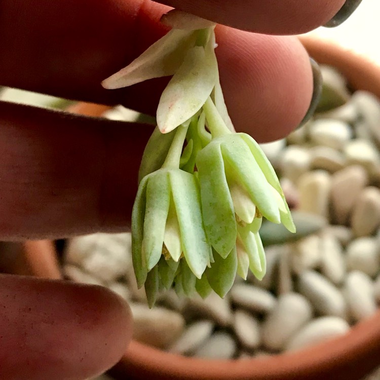 plant image 877183 plant image 877183