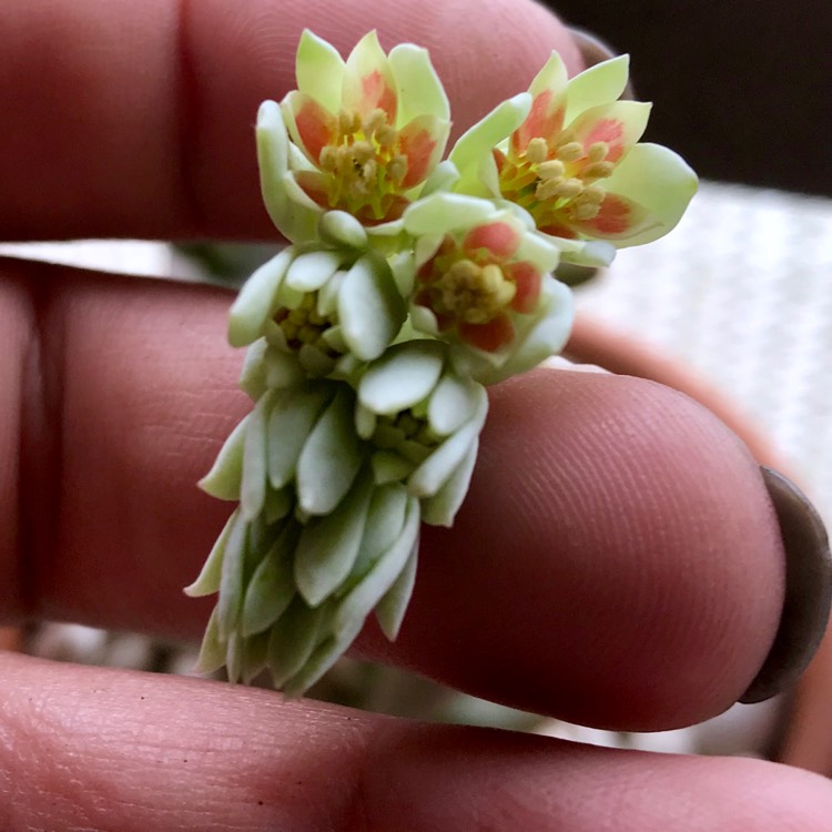 plant image 877190 plant image 877190
