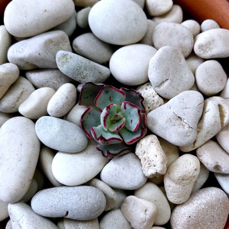 plant image 877251 plant image 877251