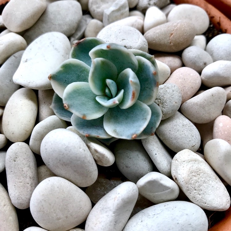 plant image 877255 plant image 877255