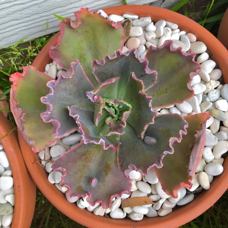 plant image 878263 plant image 878263